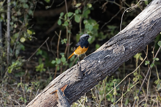 Keoladeo national park-157